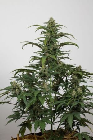 Dinamed CBD Auto