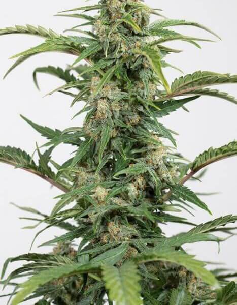 Dinamed CBD Auto