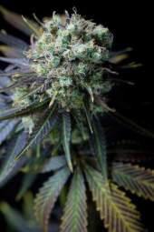 Dinamed CBD