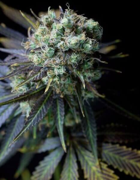 Dinamed CBD