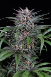 Quick Kush