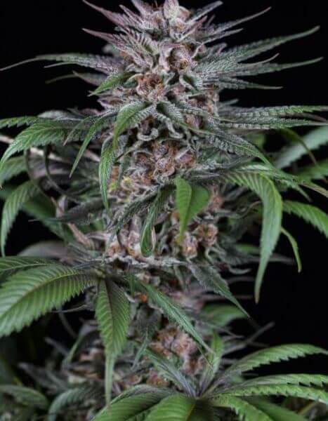 Quick Kush