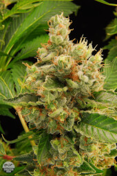 Blue Hash