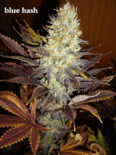 Blue Hash