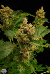 Blue Hash