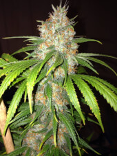 Blue Widow