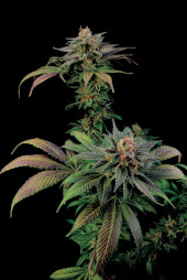 Blue Widow