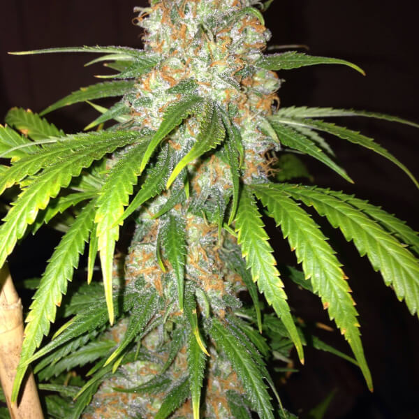 Blue Widow