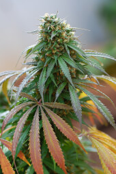 California Hashplant