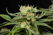 California Hashplant