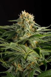 California Hashplant