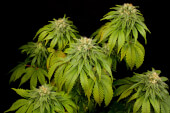 California Hashplant