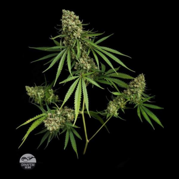 Critical +