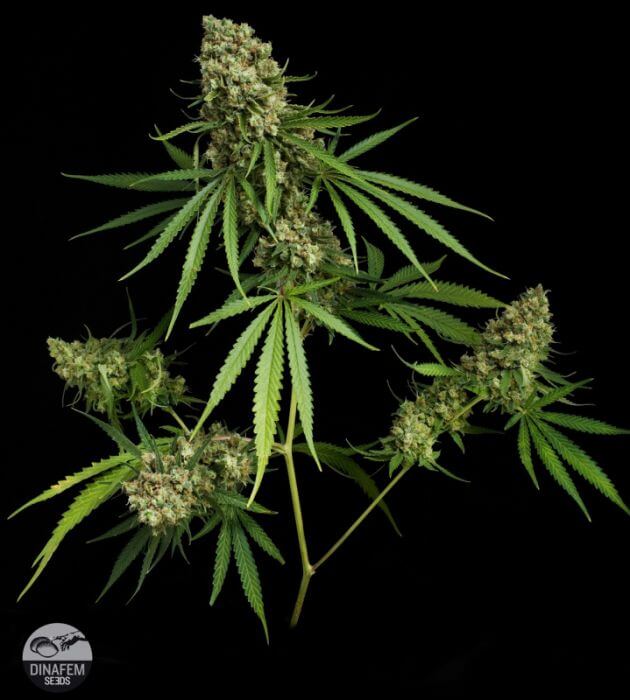 Critical Plus