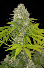 Power Kush