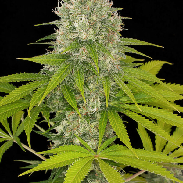 Power Kush