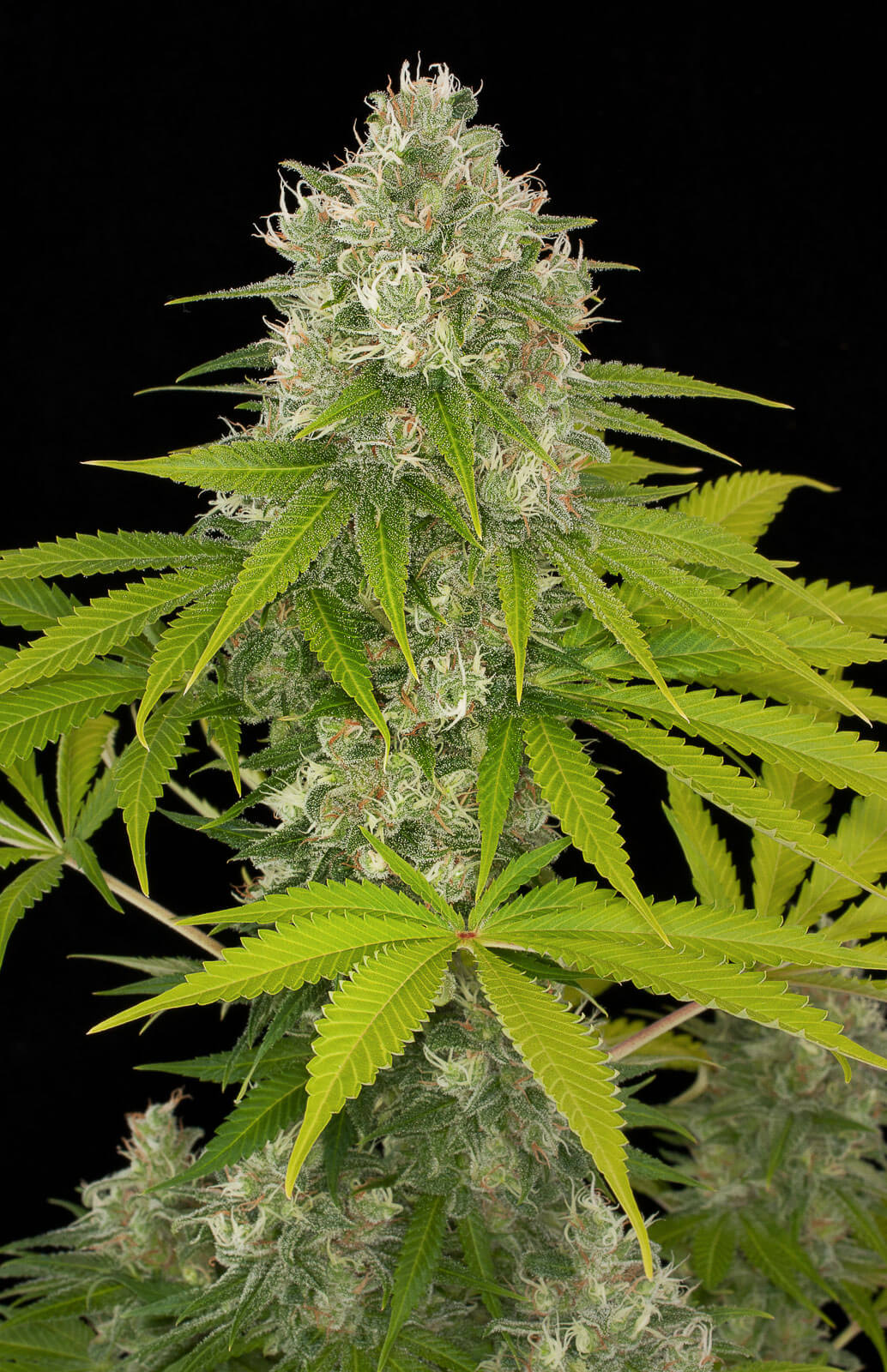 Power Kush