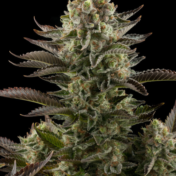 White Widow