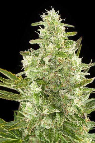 Critical Auto