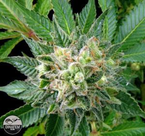 Diesel
