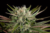 Blue Cheese