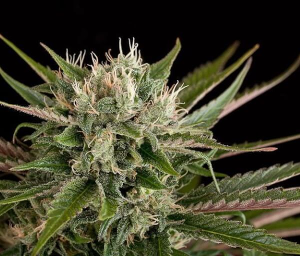 Blue Cheese