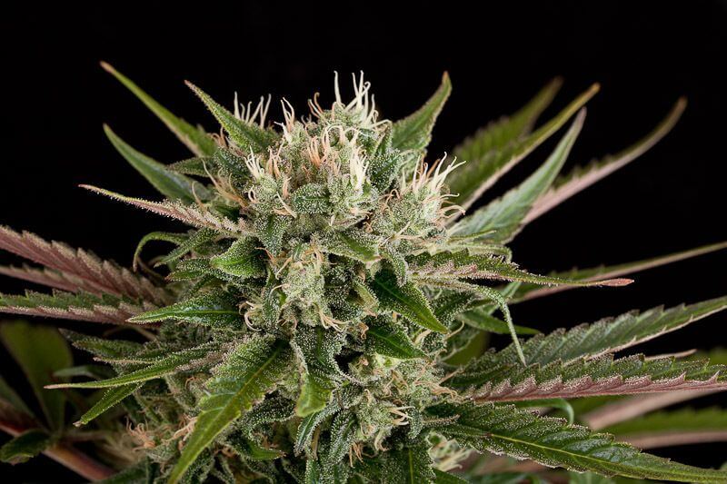 Blue Cheese