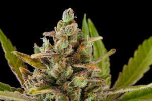 Critical Kush