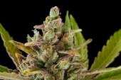Critical Kush