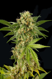 Kush 'N' Cheese