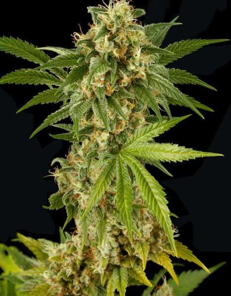 Kush 'N' Cheese