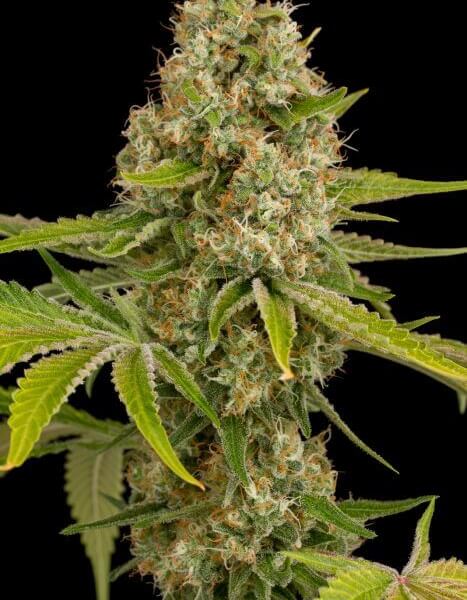 OG Kush