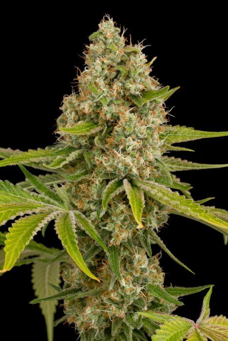 OG Kush