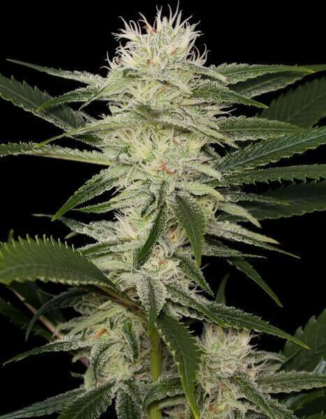 Original Amnesia