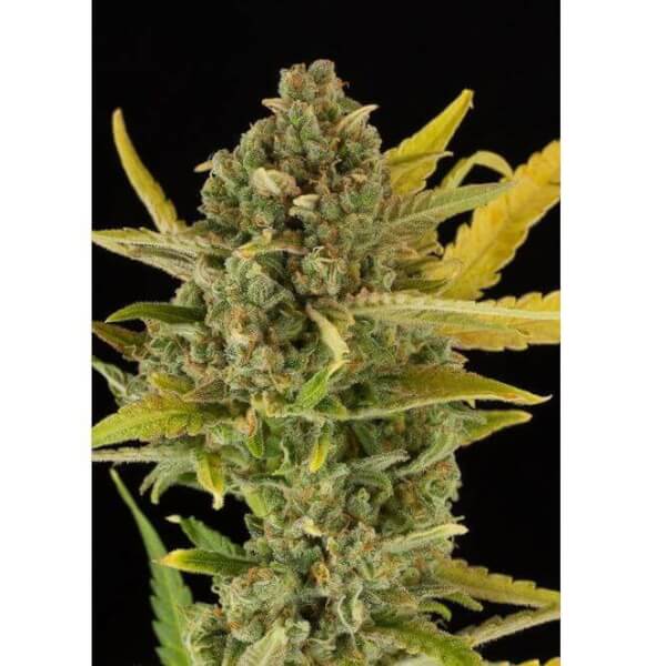 Critical Cheese Auto