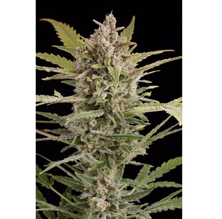 Critical+ 2 Auto