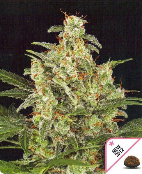 Cheese Auto