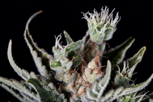 Moby Dick Auto