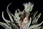 Moby Dick Auto