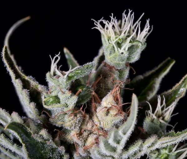 Moby Dick Auto