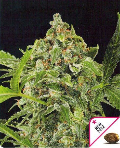 White Cheese Auto