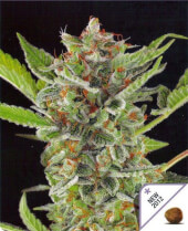 White Widow Auto