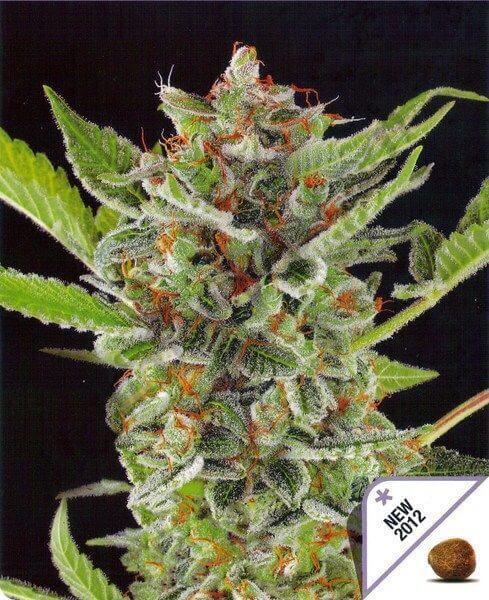 White Widow Auto
