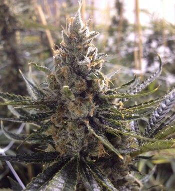 24K Gold aka Kosher Tangie