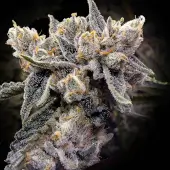 Bruised Bananas