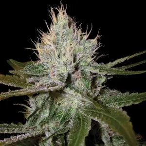 Cannalope Haze