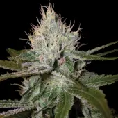 Cannalope Haze
