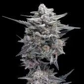 HG23 aka Michael Jordan