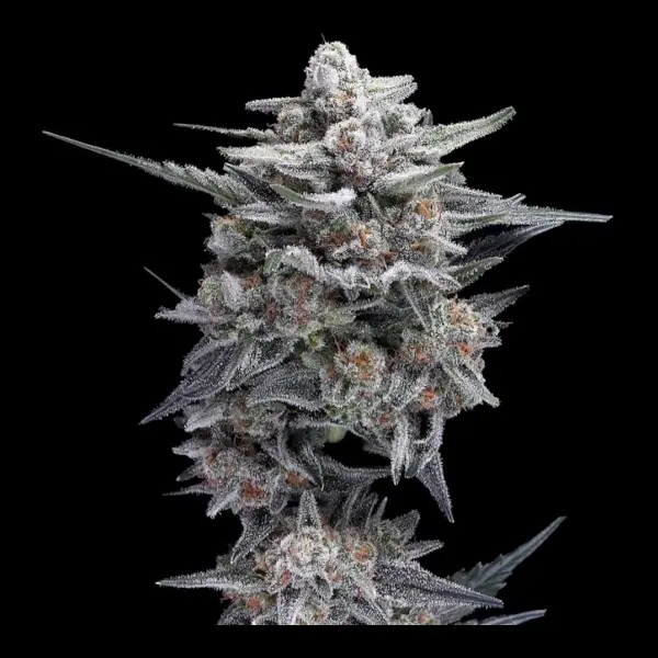 HG23 aka Michael Jordan