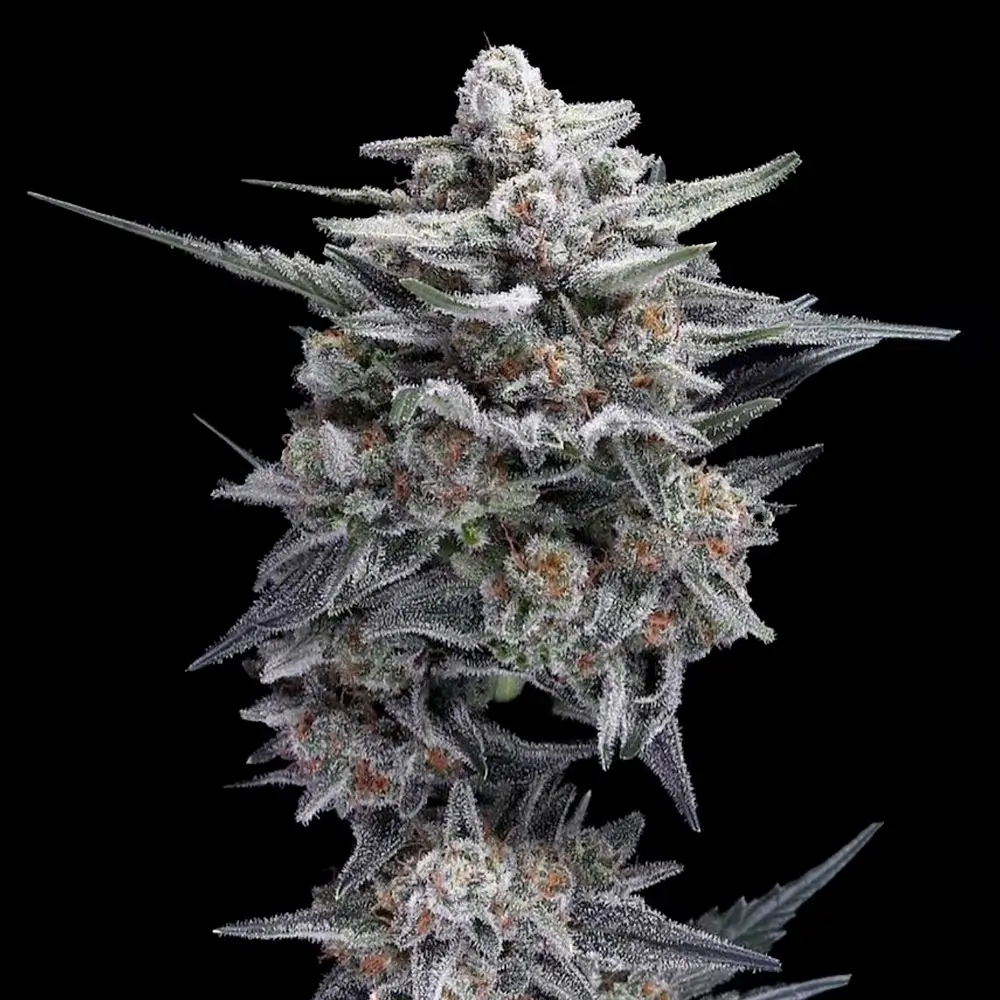 HG23 Aka Michael Jordan